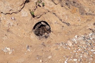 Fossile de bois dans une carrière